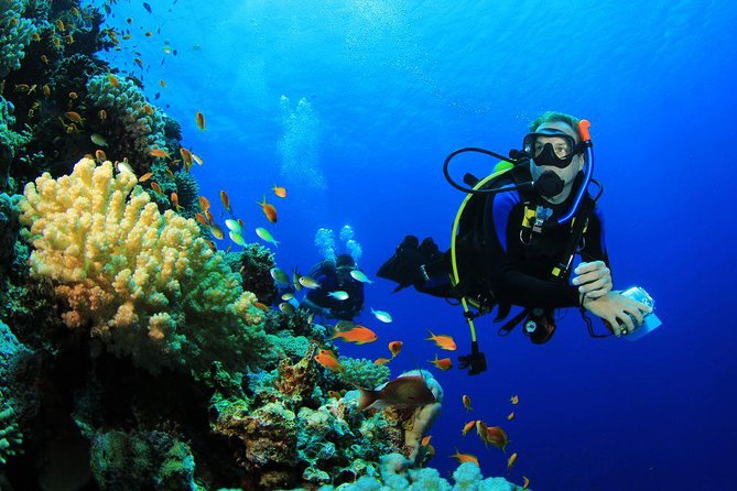Menjangan Island Scuba Diving Day Trip With Snorkeling Option (Feb ) - Reviews and Ratings