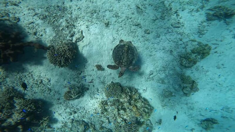 Menjangan Island: Scuba Diving Trip with Lunch - Good To Know