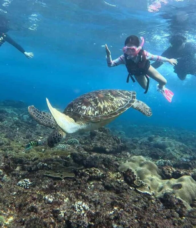 Menjangan Island: Snorkeling Tour with Lunch - The Value of the Experience