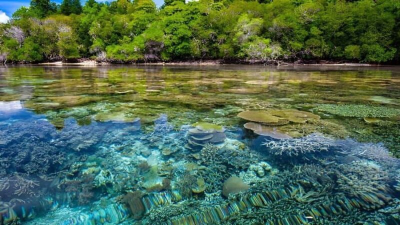 Menjangan Marine Beauty & Rainforest Exploration - Snorkeling at Menjangan Island