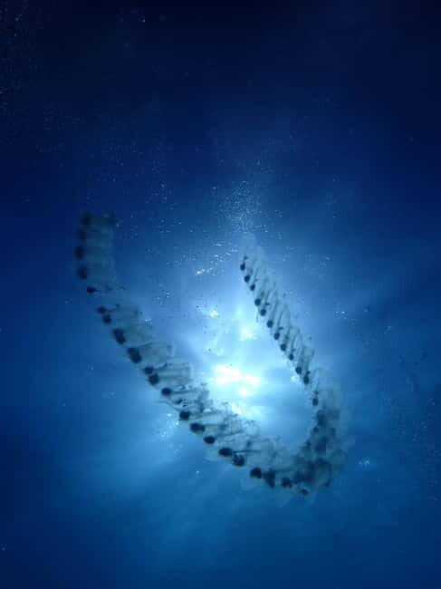 Menorca: 1 single dive (IMPORTANT: Certification REQUIRED) - Menorca: 1 Single Dive (IMPORTANT: Certification REQUIRED) — A Deep Dive into Underwater Wonders