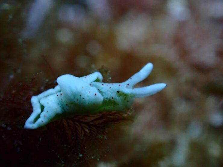 Menorca: 1 Single Dive (Important: Certification Required) - Good To Know