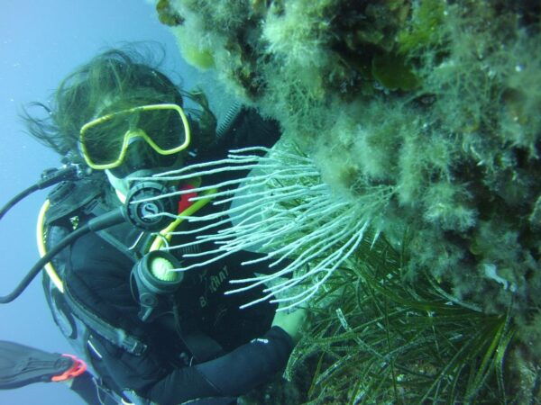 Menorca: Baptism Scuba Diving in Marine Reserve - The Sum Up
