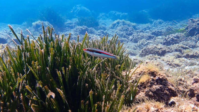 Menorca: Cala Galdana Try Scuba Diving for Beginners - First Impressions: Starting at Blue Islands Diving