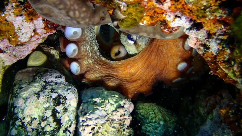 Menorca: Cala Galdana Try Scuba Diving for Beginners - What to Expect: From Classroom to Crystal Waters