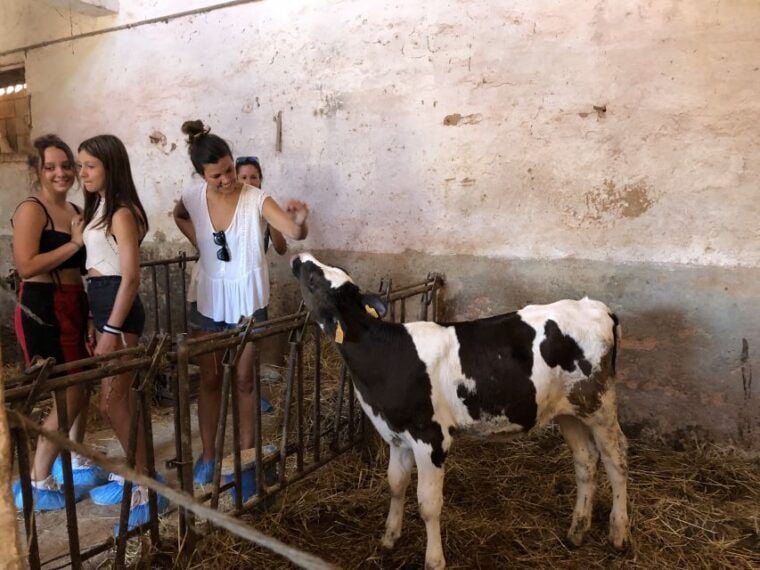 Menorca: Cheesemaking and Farm-Fresh Product Tasting - Cheesemaking Experience