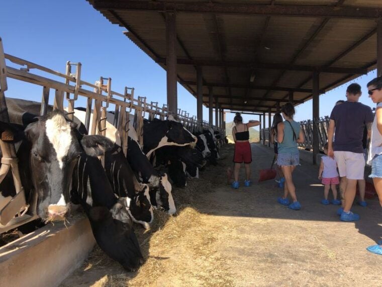 Menorca: Cheesemaking and Farm-Fresh Product Tasting - Animal Interactions