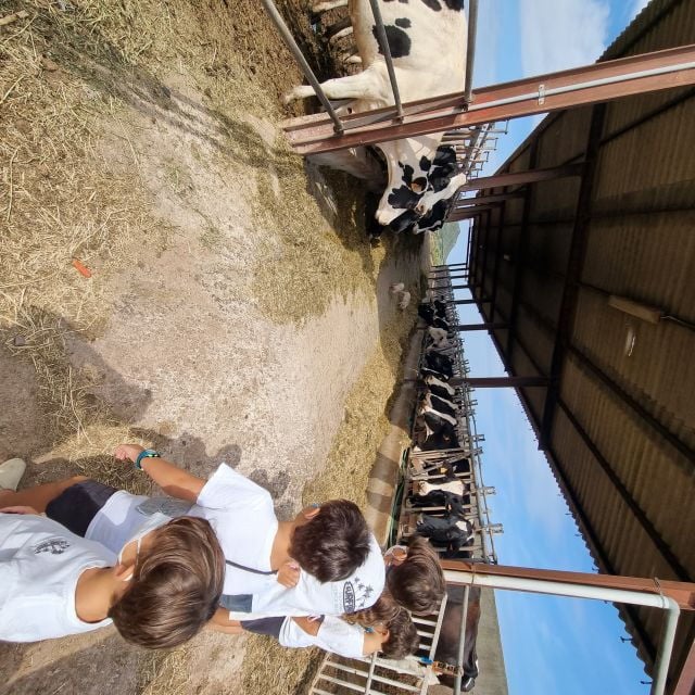 Menorca: Cheesemaking and Farm-Fresh Product Tasting - Product Tasting