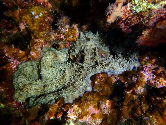 Menorca: Double Dive (IMPORTANT: Certification REQUIRED) - Marine Life Highlights