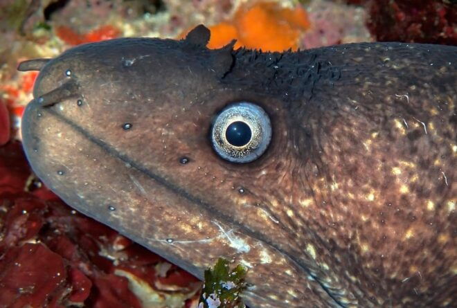 Menorca: Double Dive (IMPORTANT: Certification REQUIRED) - Underwater Formations
