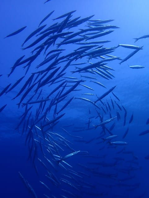 Menorca: Double Dive (IMPORTANT: Certification REQUIRED) - Participant Requirements