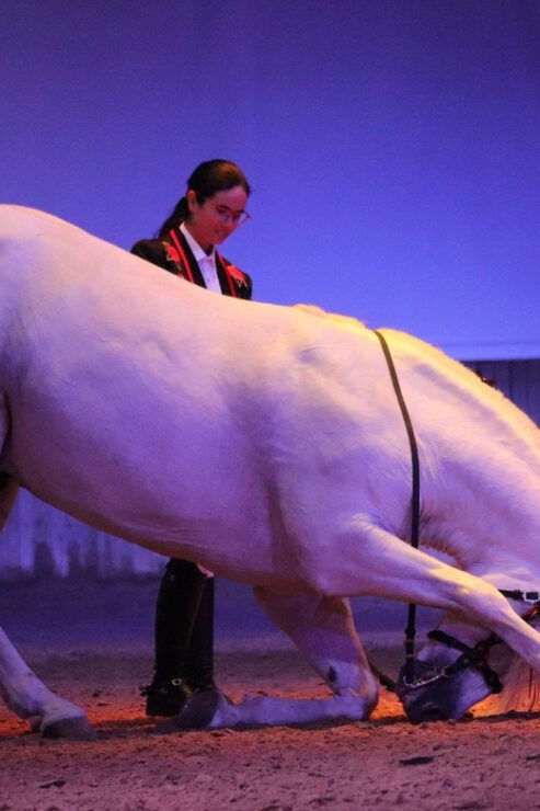 Menorca: San Martorellet Equestrian Show Tickets - Experience Highlights