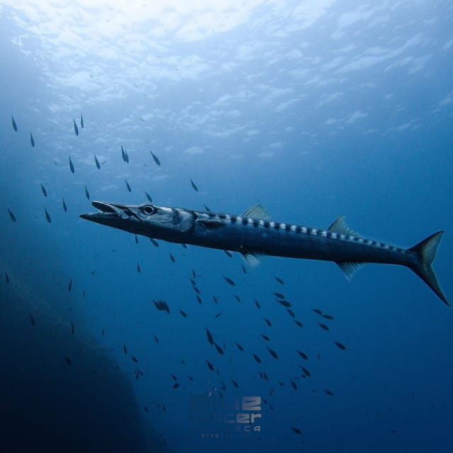 MENORCA: Try Scuba Diving in Calan Bosch -Bluewater MENORCA - Customer Feedback and Ratings