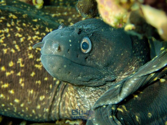MENORCA: Try Scuba Diving in Calan Bosch -Bluewater MENORCA - Exploring the Underwater Wonders of Menorca