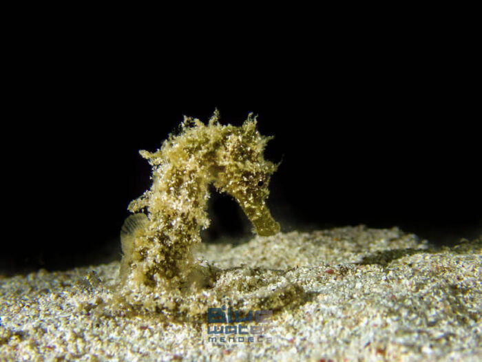 MENORCA: Try Scuba Diving in Calan Bosch -Bluewater MENORCA - Making the Most of Your Cala En Bosch Experience