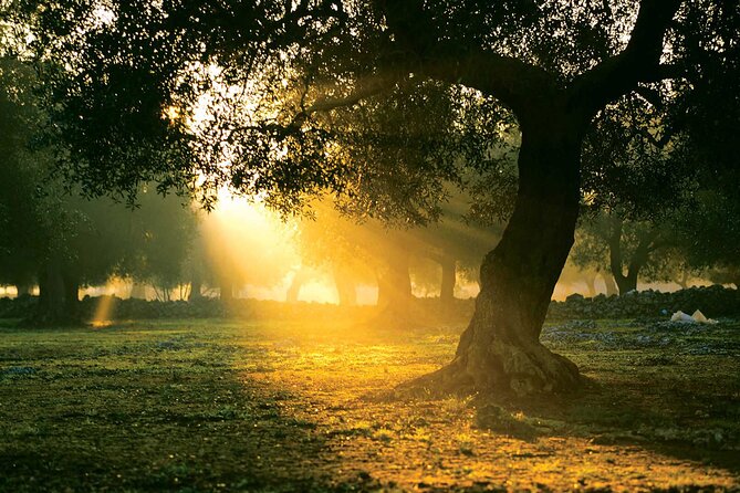 Mercedes Private Kalamata Olive Tour-Anc.Messene-Anc.Olympia2days - Good To Know