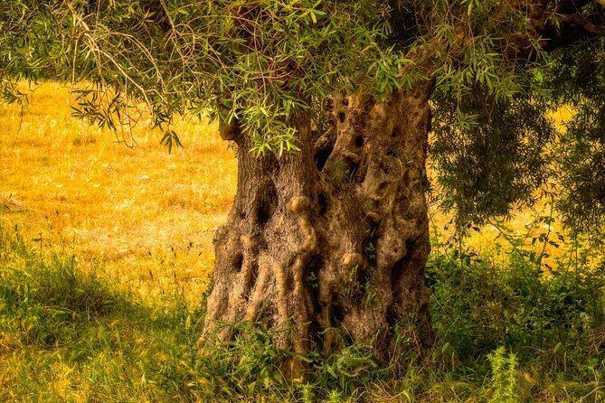 Mercedes Private Kalamata Olive Tour-Anc.Messene-Anc.Olympia2days - Booking and Pricing Information