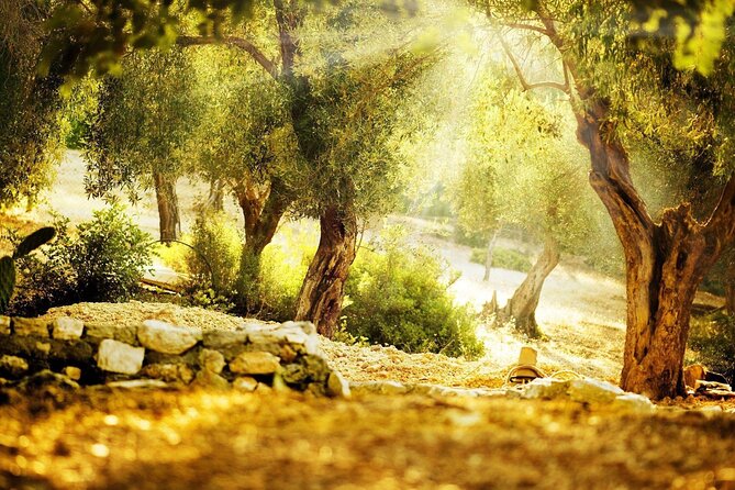 Mercedes Private Kalamata Olive Tour-Anc.Messene-Anc.Olympia2days - The Sum Up