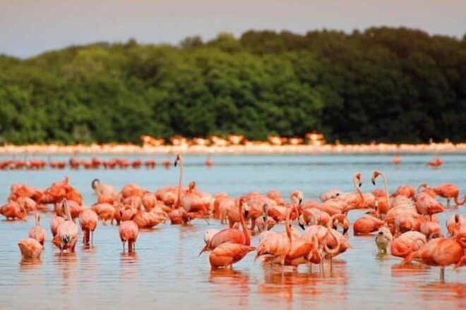 Mérida: a Day in Celestún - Inclusions