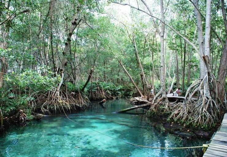 Merida: Celestun Beach and Mangrove Boat Ride Day Trip - Good To Know