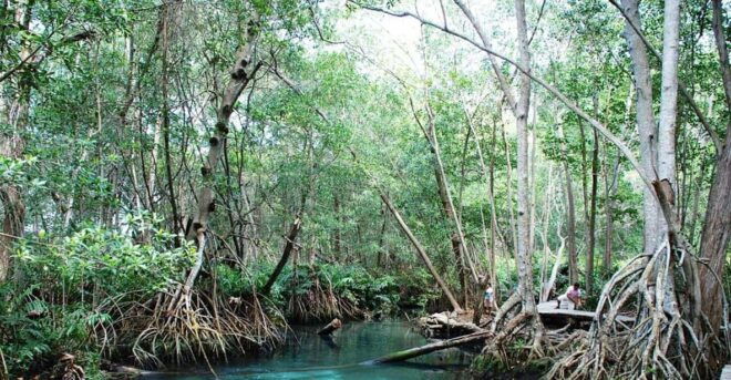 Merida: Celestun Beach and Mangrove Boat Ride Day Trip - Inclusions