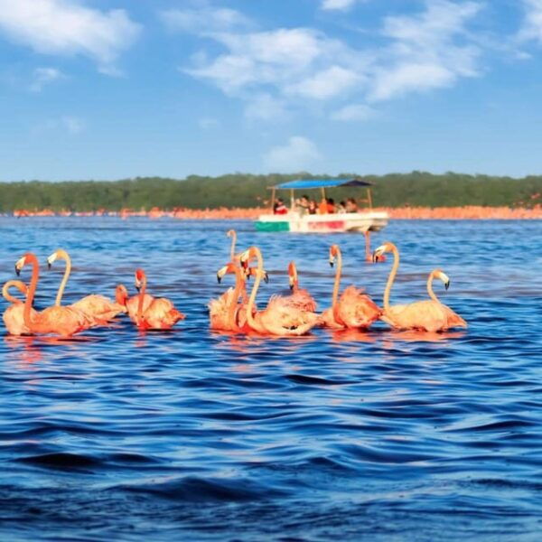 Merida: Celestun Beach and Mangrove Boat Ride Day Trip - Getting to Celestun