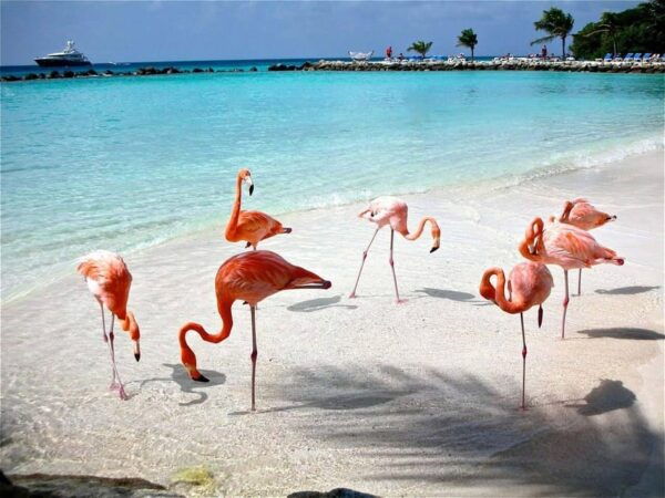 Merida: Celestun Beach and Mangrove Boat Ride Day Trip - Frequently Asked Questions