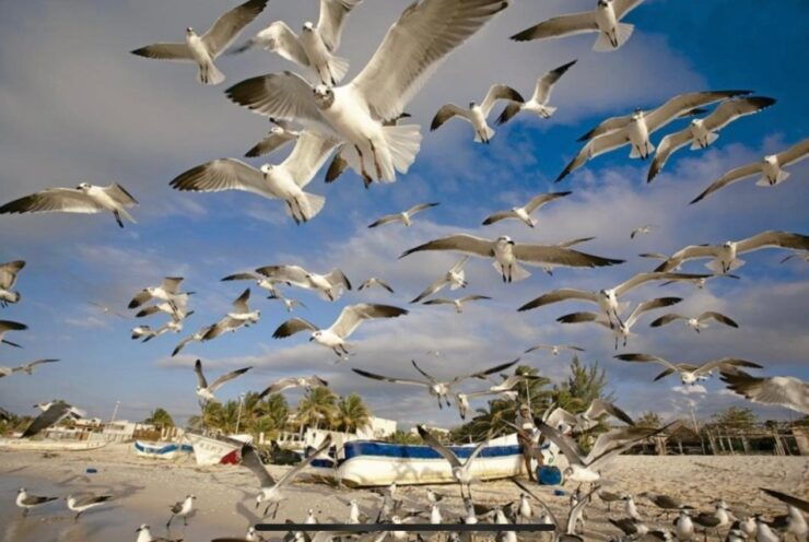 Merida: Celestún Biosphere Reserve and Beach Private Tour - Tour Overview