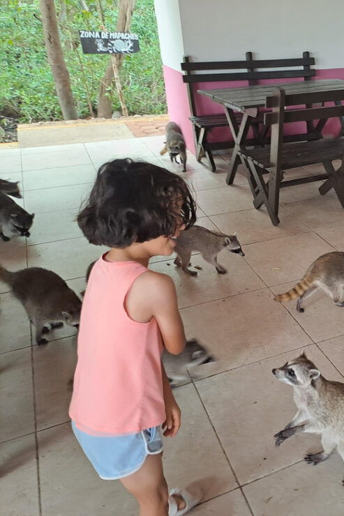 Merida: Celestun Biosphere Reserve Private Tour - Good To Know