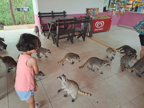 Merida: Celestun Biosphere Reserve Private Tour - Cancellation and Payment