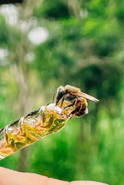 Merida: World of Melipona Bees Exploration Tour - Activity Details