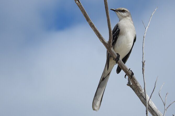 Merida Yucatan Birdwatching Activity - Good To Know