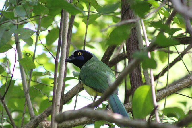 Merida Yucatan Birdwatching Activity - An In-Depth Look at the Merida Birdwatching Experience