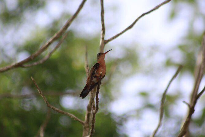 Merida Yucatan Birdwatching Activity - Final Thoughts