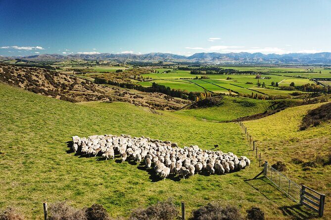 Merino Farm Experience - Good To Know
