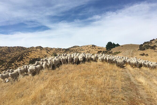Merino Farm Experience - FAQ