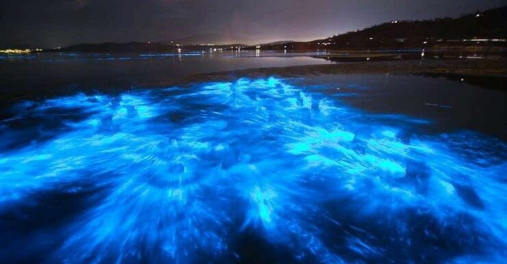 Merritt Island: Bioluminescent Sea Night Kayak or SUP Tour - Good To Know