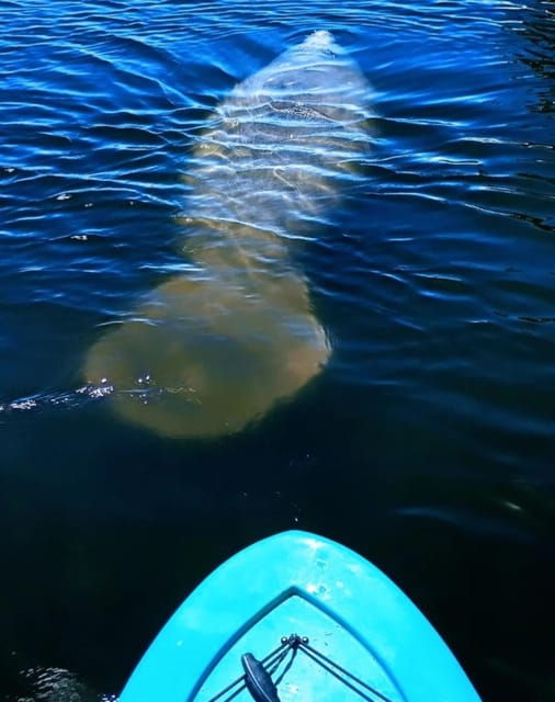 Merritt Island: Guided Kayak Eco-Tour Experience - Good To Know