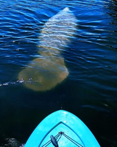 Merritt Island: Guided Kayak Eco-Tour Experience - Guided by Experts