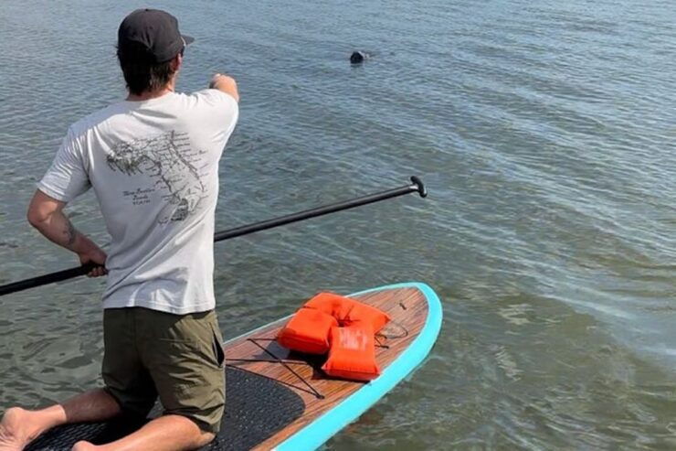 Merritt Island: Manatee Watching Paddle or Kayak Tour - Experience Highlights