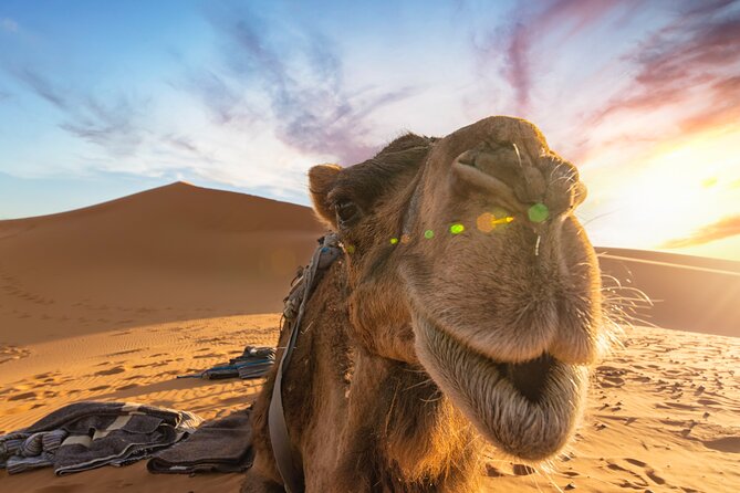 Merzouga Desert 3 Days 2 Nights Tour From Marrakech - Tour Itinerary