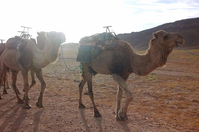 Merzouga Desert Trip From Marrakech - Tour Highlights