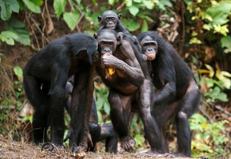 Mesnil-Saint-Père: Animal Mating Exploration Tour - Live Tour Guide Information