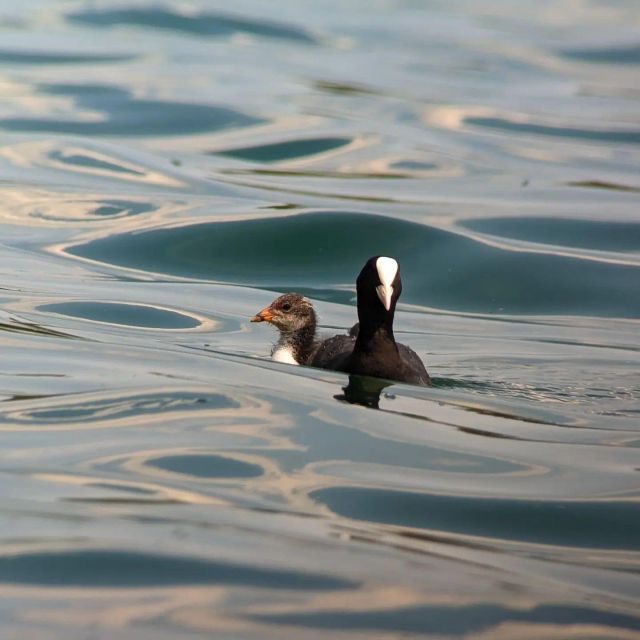 Mesnil-Saint-Père: Animal Mating Exploration Tour - Meeting Point Details