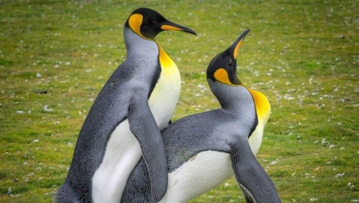 Mesnil-Saint-Père: Animal Mating Exploration Tour - The Sum Up