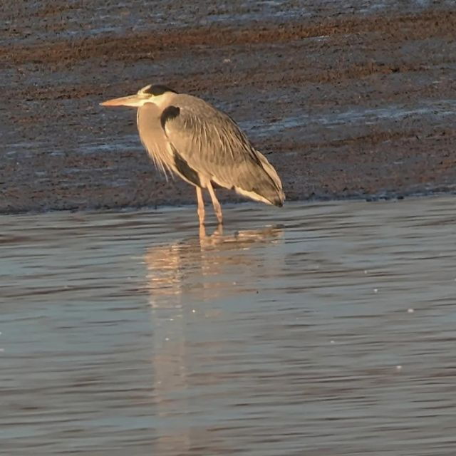 Mesnil-Saint-Père: Under the Wings of Birds Experience - Activity Details