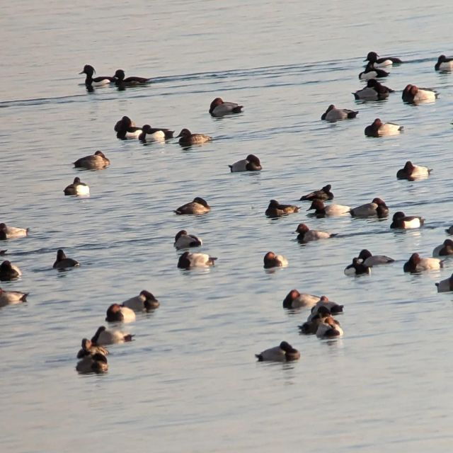 Mesnil-Saint-Père: Under the Wings of Birds Experience - Experience Highlights