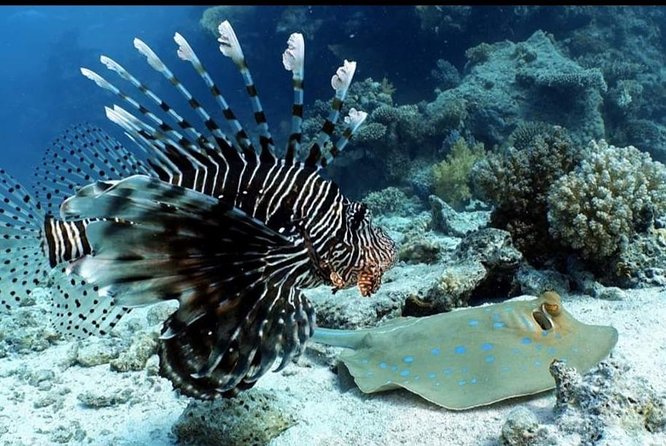 Mesoamerican Barrier Reef Private Scuba Diving  - Costa Maya - Pricing and Booking