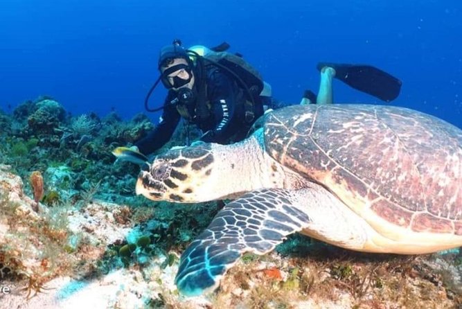 Mesoamerican Barrier Reef Private Scuba Diving  - Costa Maya - Overview of the Dive