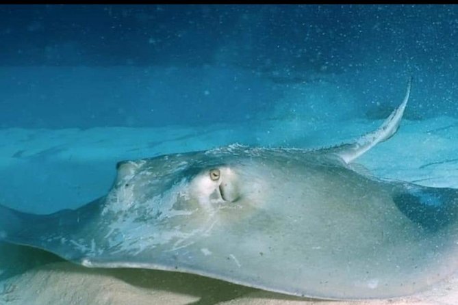 Mesoamerican Barrier Reef Private Scuba Diving  - Costa Maya - Common Questions